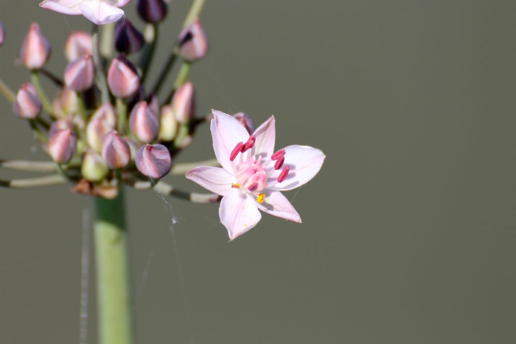 Butomus umbellatus / Giunco fiorito